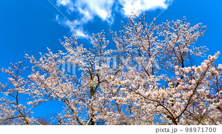 感動・鮮やかで美しい水源公園の桜   98971700