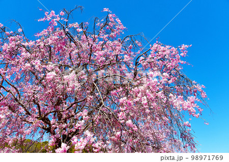 感動・鮮やかで美しい水源公園の桜 感動・鮮やかで美しい水源公園の桜 98971769