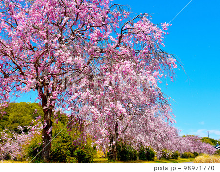 感動・鮮やかで美しい水源公園の桜 感動・鮮やかで美しい水源公園の桜 98971770