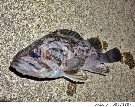 クロソイ 魚 海 釣り フィッシング クロソイ 魚 海 釣り フィッシング 98971887