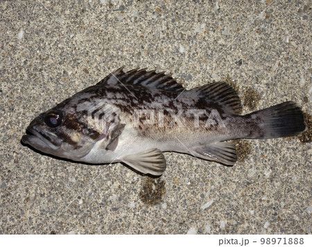 クロソイ　魚　海　釣り　フィッシング 98971888