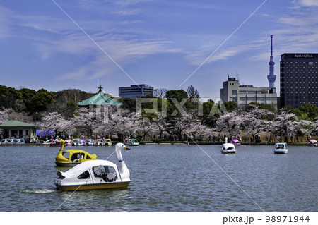 東京都　上野公園　ボート池　満開の桜 98971944