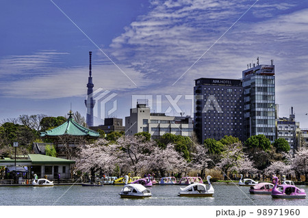 東京都 上野公園 ボート池 満開の桜 東京都 上野公園 ボート池 満開の桜 98971960