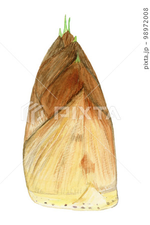 手描き水彩のたけのこのイラスト 98972008