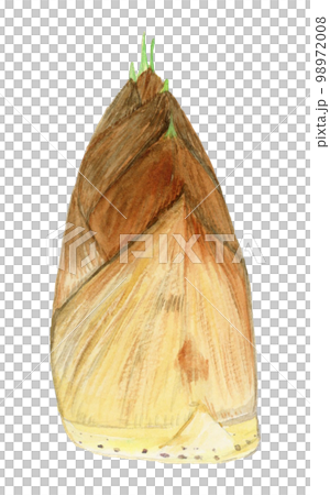 手描き水彩のたけのこのイラスト 98972008