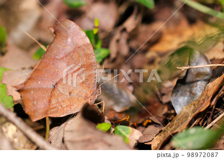 暗い森の中、樹液を求めて落ち葉の中を徘徊する「クロコノマチョウ」。マクロレンズ使用接写写真。 98972087