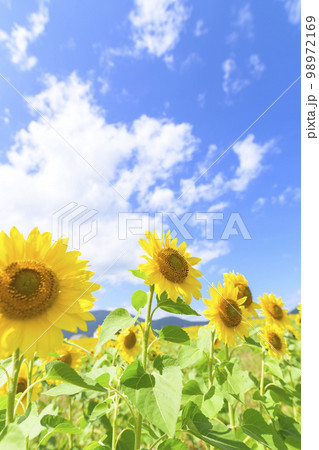 北海道赤井川村「エンジョイファームゆめ」のヒマワリ畑 98972169