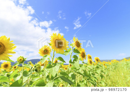 北海道赤井川村「エンジョイファームゆめ」のヒマワリ畑 98972170