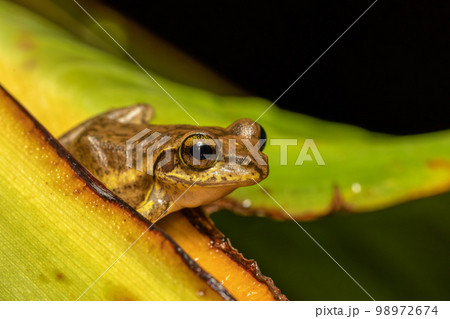 Boophis doulioti, frog from Tsingy de Bemaraha, Madagascar wildlife Boophis doulioti, frog from Tsingy de Bemaraha, Madagascar wildlife 98972674