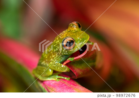 Elena's Treefrog, Boophis elenae, frog in Ranomafana National Park, Madagascar wildlife 98972676