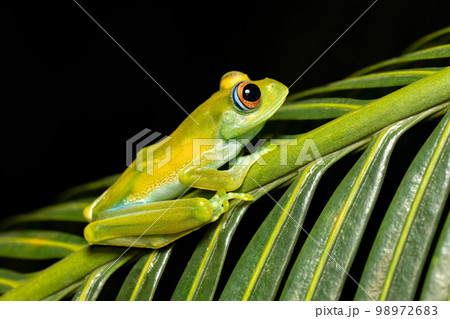 Boophis sibilans, frog from Ranomafana National Park, Madagascar wildlife 98972683