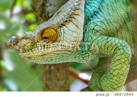 Parson's chameleon, Calumma parsonii, Peyrieras Madagascar Exotic, Madagascar wildlife 98972694