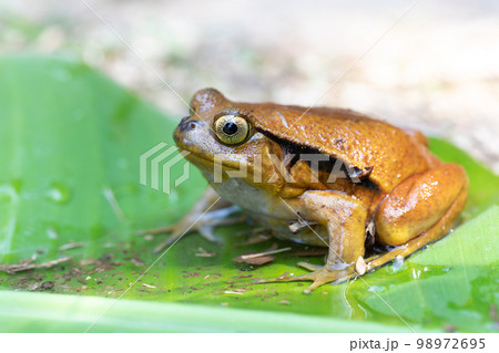 False Tomato Frog, Dyscophus Guineti, Madagascar wildlife 98972695