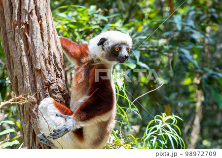 Coquerel's sifaka lemur, Propithecus coquereli, Madagascar wildlife animal Coquerel's sifaka lemur, Propithecus coquereli, Madagascar wildlife animal 98972709