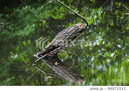 森の中の沼、沼から突き出た木々 98973332