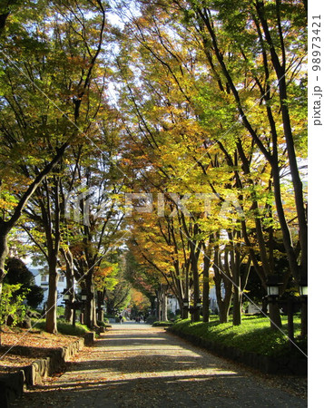 大宮氷川神社　参道 98973421