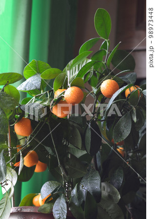 Citrus tangerines on a tree in a pot.Moisture drops on fruits. Citrus tangerines on a tree in a pot.Moisture drops on fruits. 98973448