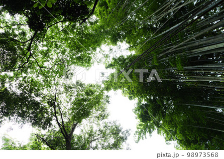 人里離れた日本の竹林の風景 98973568