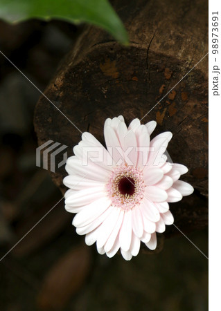 暗い丸太を背景に鮮やかなホワイト・ピンク色のオオセンボンヤリ（ガーベラ）花が一輪咲いている。 98973691