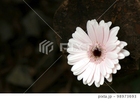 暗い丸太を背景に鮮やかなホワイト・ピンク色のオオセンボンヤリ（ガーベラ）花が一輪咲いている。 98973693