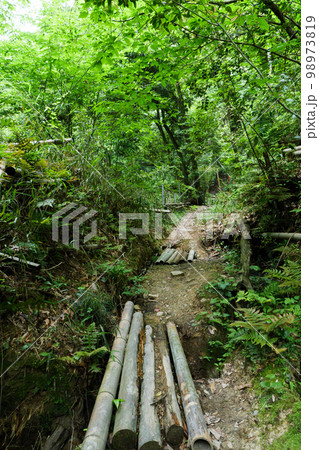 深い森と木々に覆われた、暗い雰囲気の風景 98973819