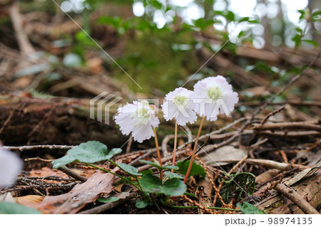 埼玉県奥武蔵にひっそりと咲く薄ピンク色のイワウチワの花 埼玉県奥武蔵にひっそりと咲く薄ピンク色のイワウチワの花 98974135