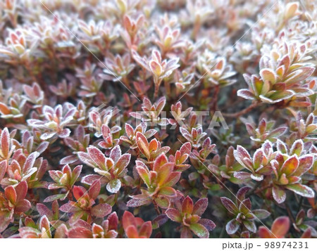 初霜が下りた植物 98974231