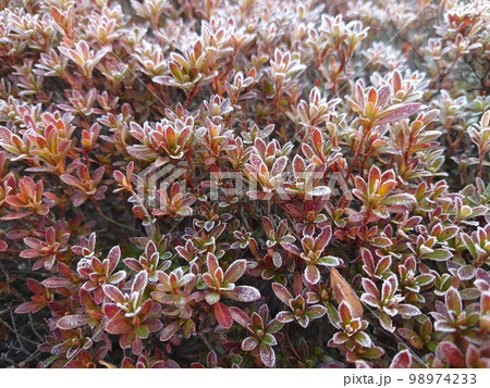 初霜の降りたツツジ 98974233