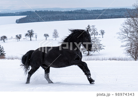 Friesian stallion running in winter field. Black Friesian horse runs gallop in winter. 98974343