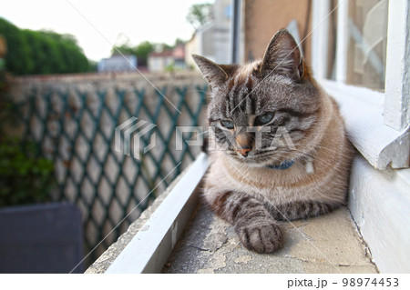 Cat lying on the window edge Cat lying on the window edge 98974453