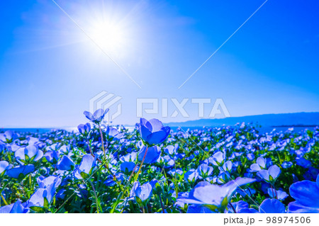 大阪まいしまシーサイドパークのネモフィラ 大阪まいしまシーサイドパークのネモフィラ 98974506