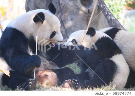 仲良し親子パンダ 98974574