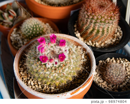 多肉植物サボテン（霧積丸）の開花 98974804