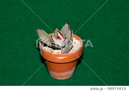 多肉植物（月兎耳）の物撮り 98974819