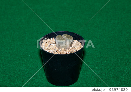 多肉植物（リトープス）の物撮り 98974820