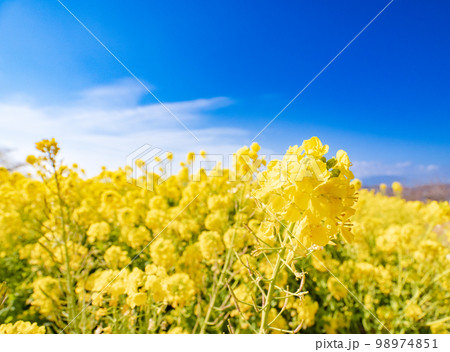 早春の湘南菜の花の風景 98974851