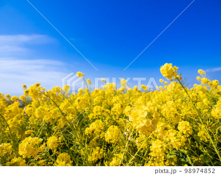 早春の湘南菜の花の風景 98974852