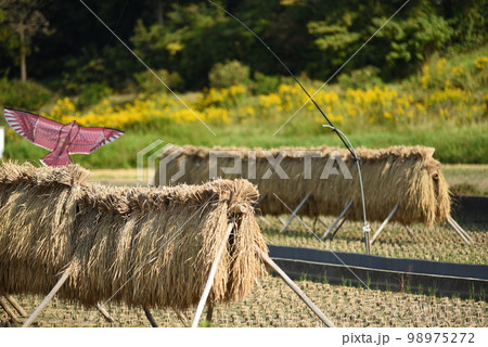 稲木と鳥除けカイト 98975272