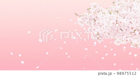 桜の背景イラスト リアル 98975512
