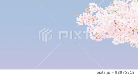 桜の背景イラスト リアル 98975518