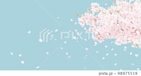 桜 イラスト リアル  98975519
