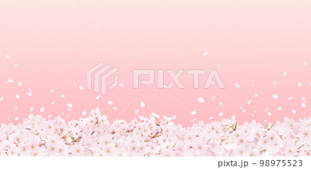 桜の背景イラスト リアル 98975523