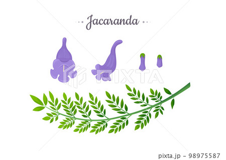 Jacaranda Mimosifolia tree. Flowers, buds and branch with leaves set 98975587