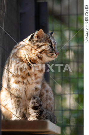 ツシマヤマネコ 98975588