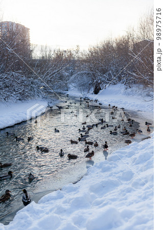 Ducks swim in the river in the city's public park in winter. 98975716