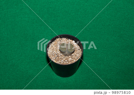 多肉植物（リトープス）の物撮り 98975810