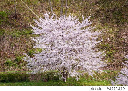 山形天童の春　桜満開の天童公園 98975840