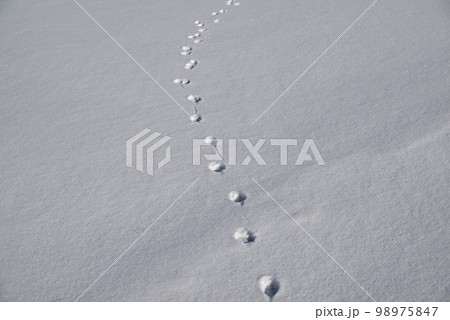 雪原に残る動物の足あと 98975847