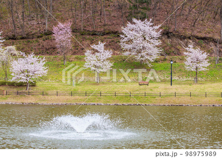 山形天童の春　桜満開の天童公園 98975989