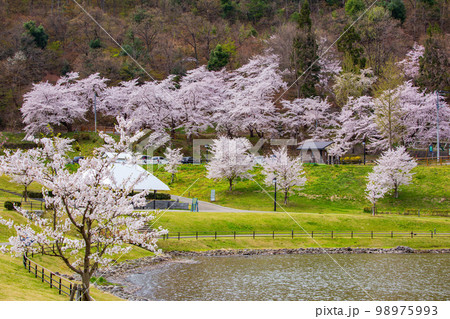 山形天童の春 桜満開の天童公園 山形天童の春 桜満開の天童公園 98975993